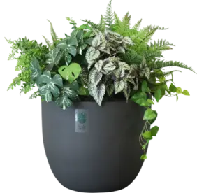 防災係長 木下そなえ（黒鉢）