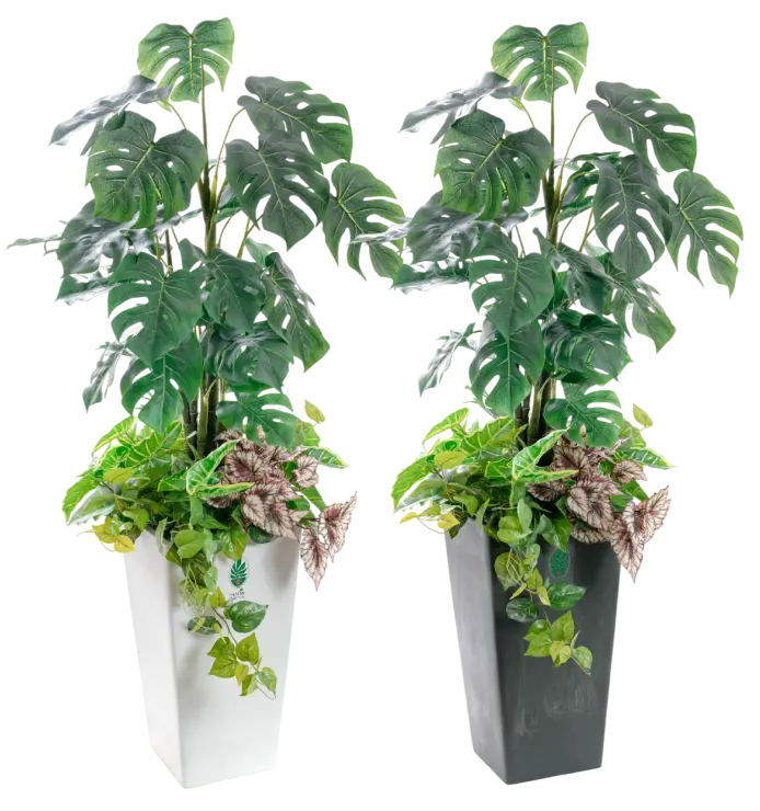 防災主任 木下まもる（モンステラ）